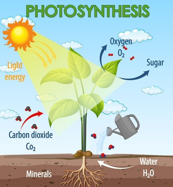 the photosyntheics diagram shows how plants grow and what they need to do