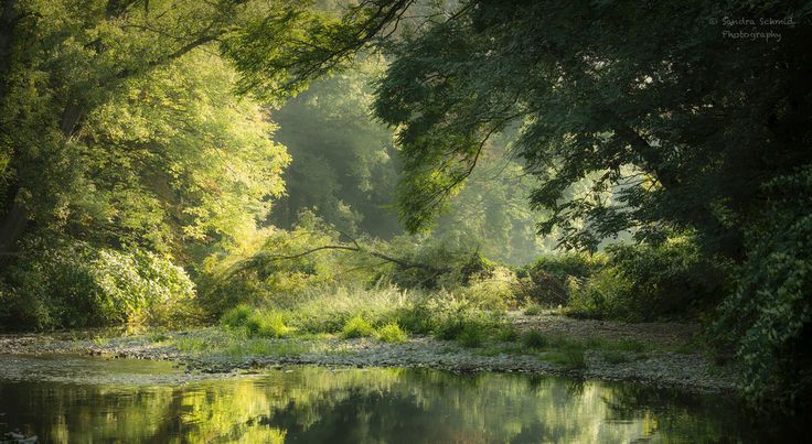 the sun shines through the trees and over the water in this forest scene with calm waters