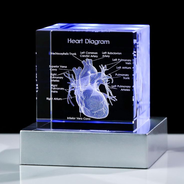 a glass block with a diagram of the human heart on it's front side