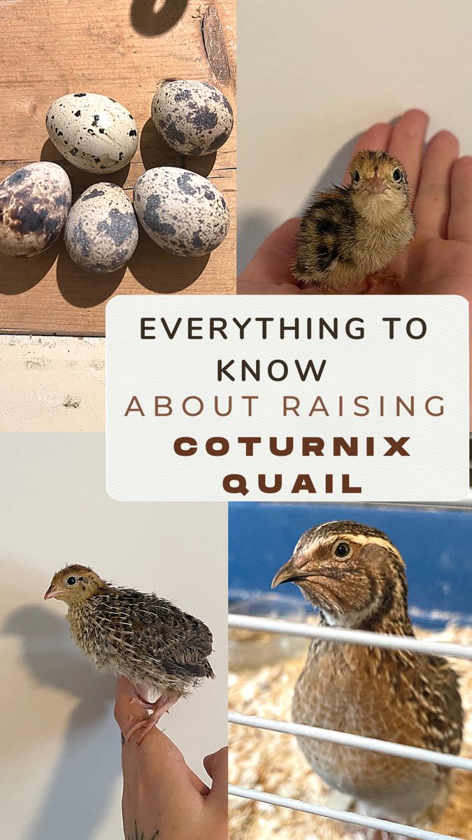 there are pictures of quails and eggs in this collage with the caption everything to know about raising quails