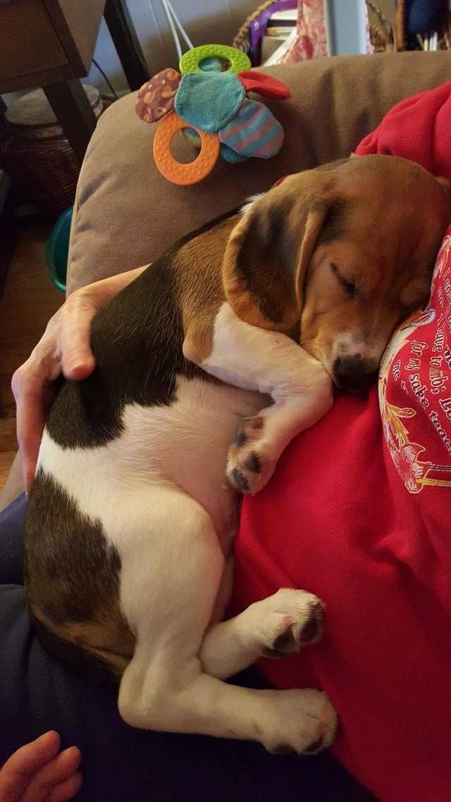 a brown and white dog laying on top of a red blanket next to a person