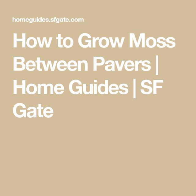 the text how to grow moss between paverss home guides / ssf gate