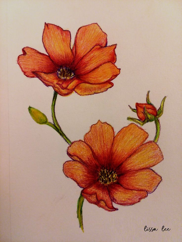 two orange flowers on a white paper with green stems in the foreground and one red flower at the far end