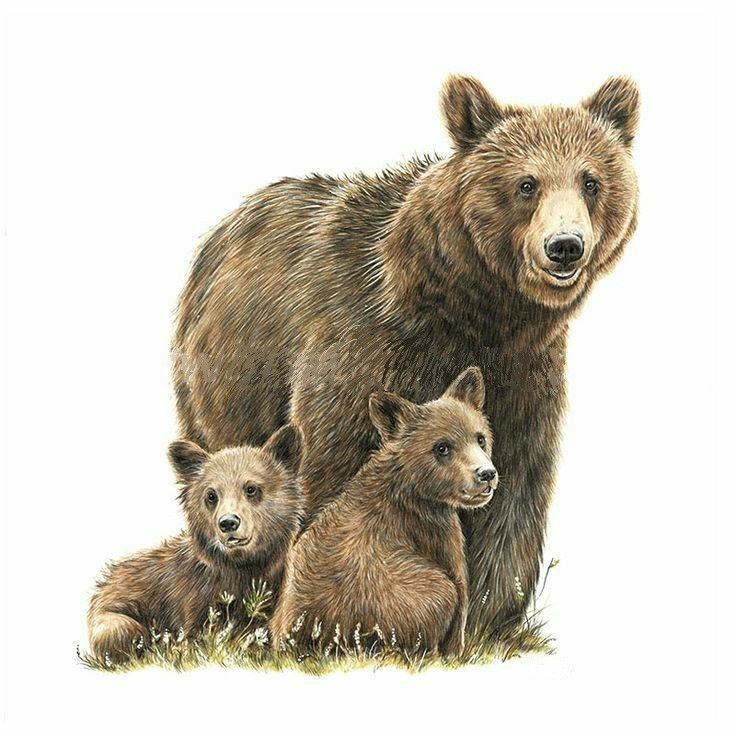 an adult bear and two baby bears are standing in the grass with their mother, who is looking at the camera