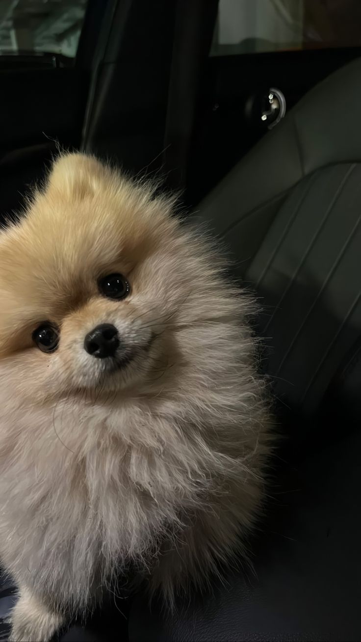 a small dog sitting in the back seat of a car