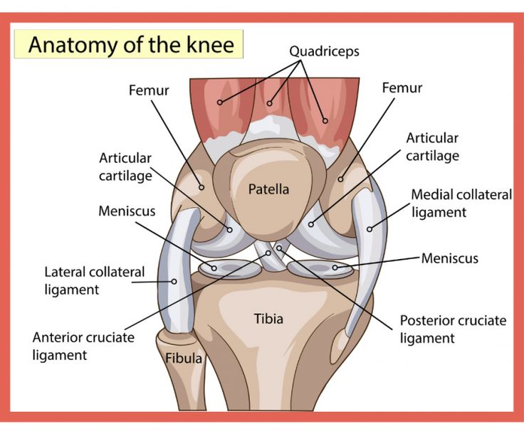 the anatomy of the knee with labels