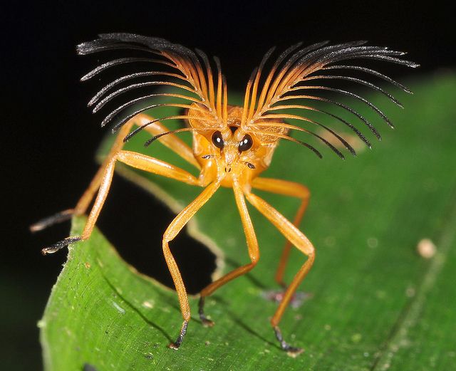 a yellow insect sitting on top of a green leaf