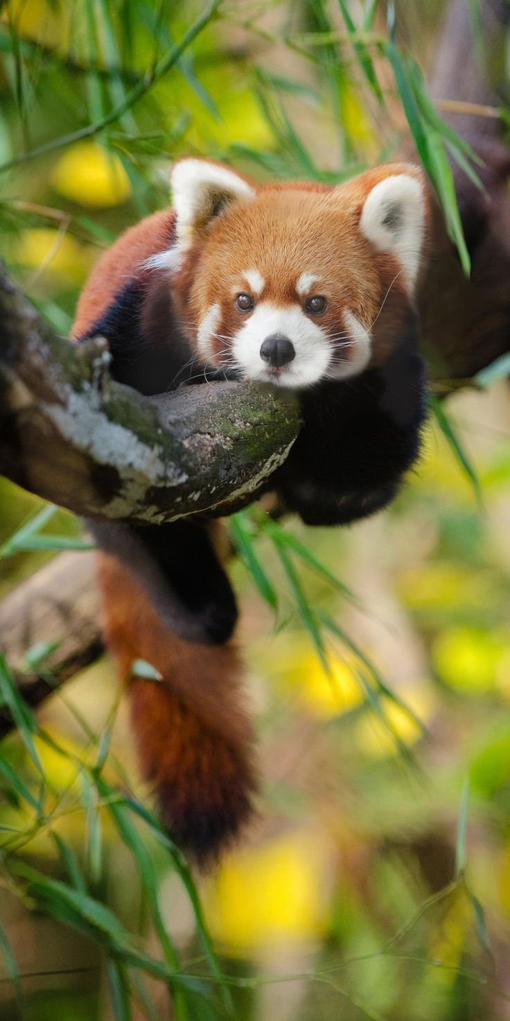 a small red panda bear sitting on top of a tree branch