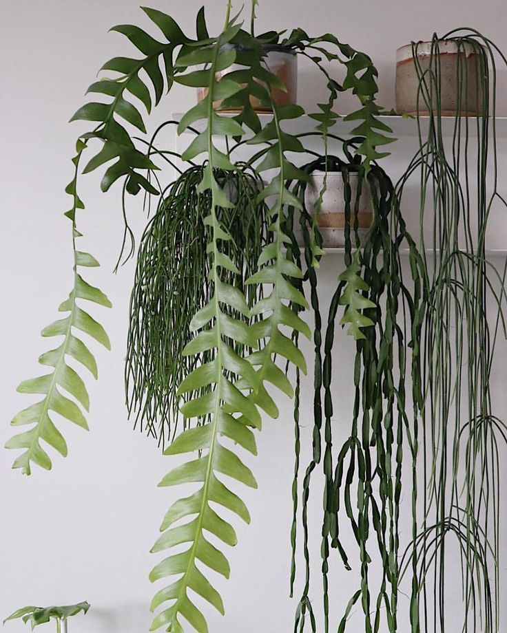 some green plants hanging from the side of a wall next to a potted plant