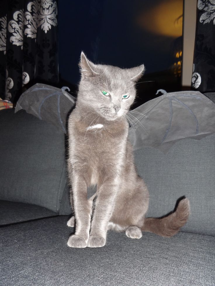 a gray cat sitting on top of a couch