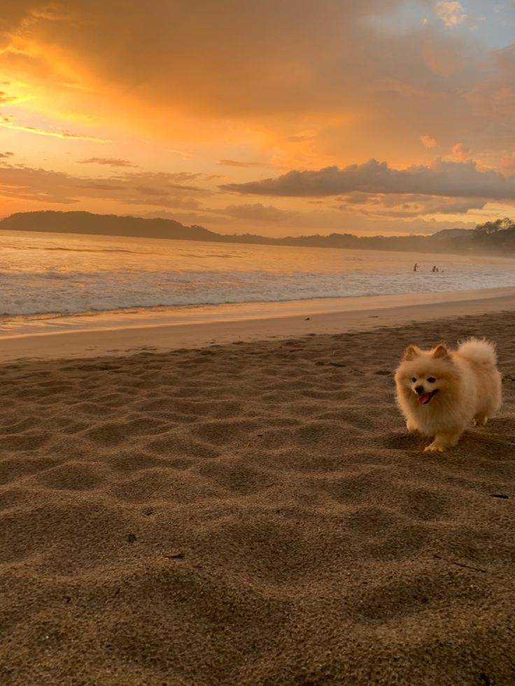 a small dog is walking on the beach at sunset with waves in the water behind it