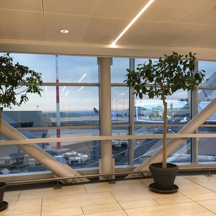 two potted plants sitting on top of a tiled floor next to an airport window