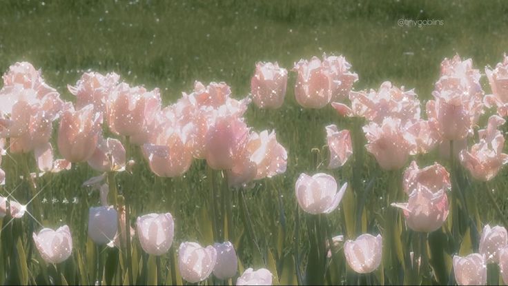 pink tulips are blooming in a field with green grass and sunlight shining on them