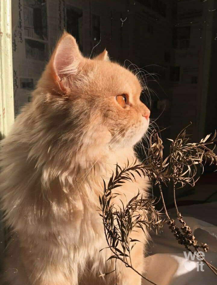 an orange cat sitting on top of a sink next to a plant in front of it