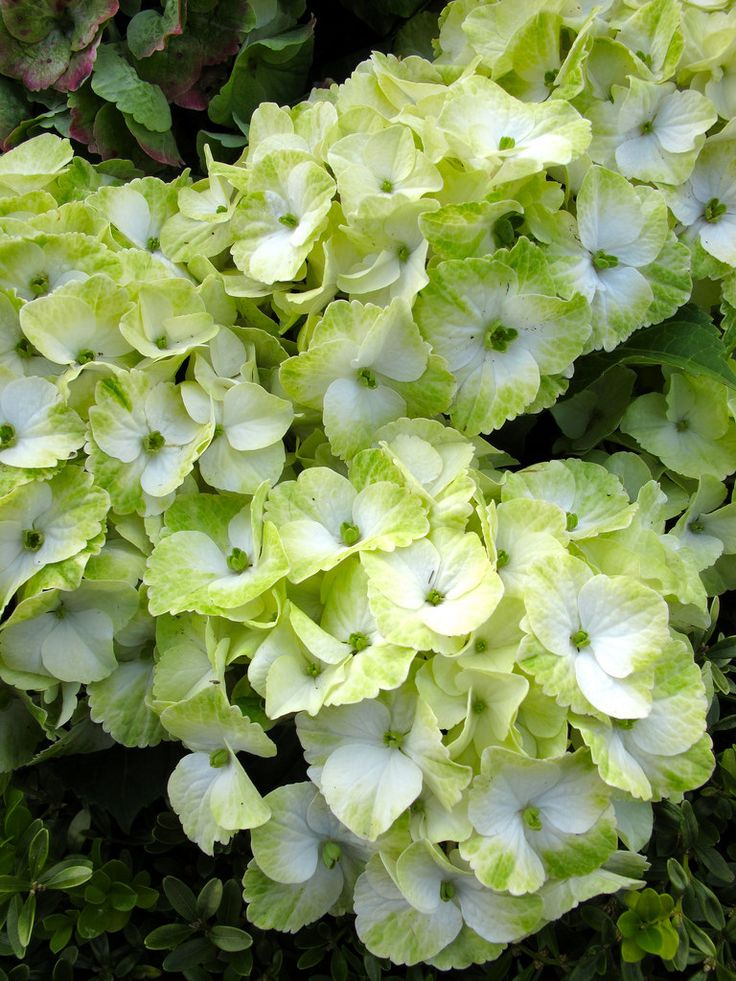 some green and white flowers in the grass