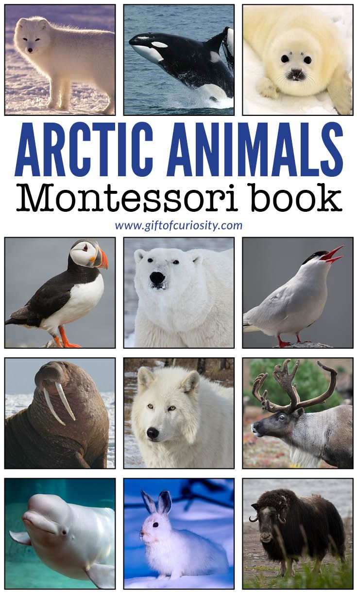 the arctic animals montessori book is filled with pictures and words to help kids learn how