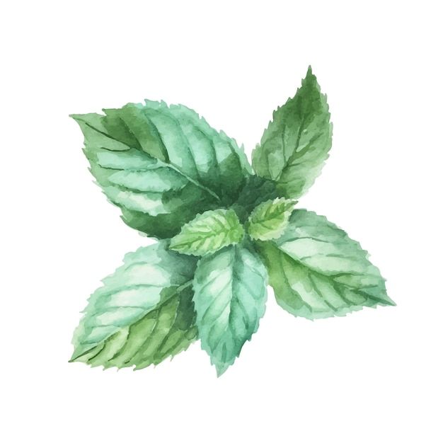 a watercolor painting of green leaves on a white background