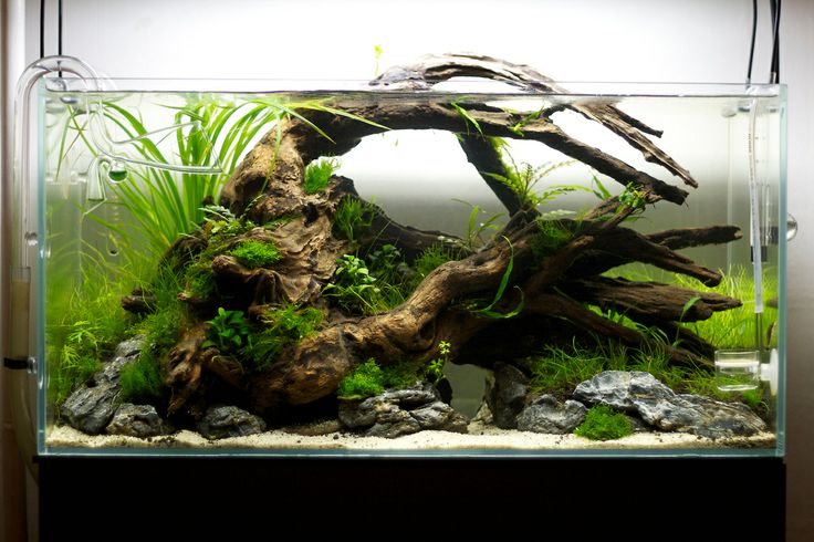 an aquarium filled with plants and rocks