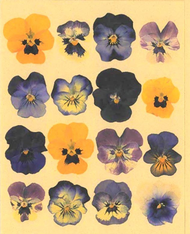 an image of many different flowers on a white background with blue, yellow and purple colors