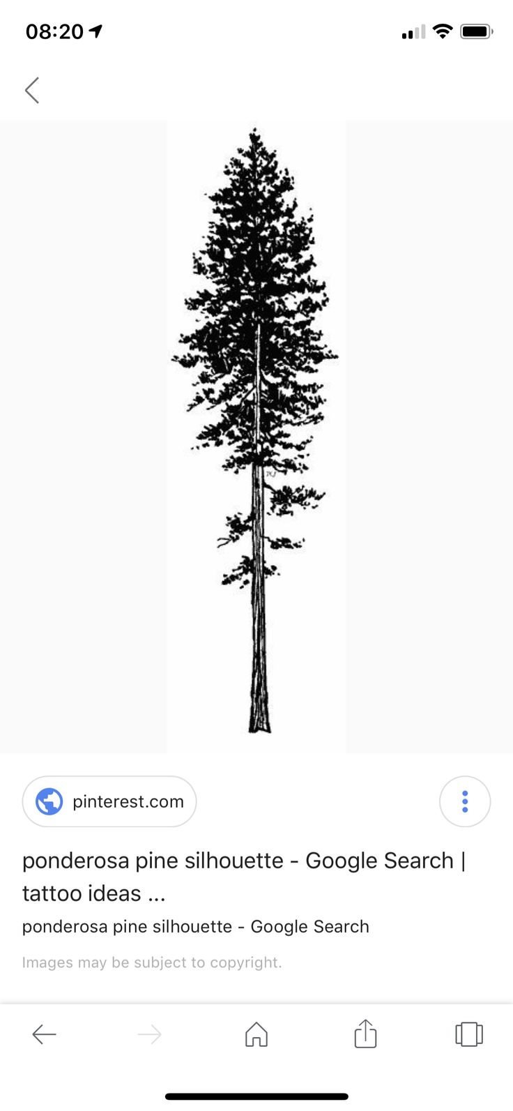 a black and white photo of a pine tree with google search results on the bottom