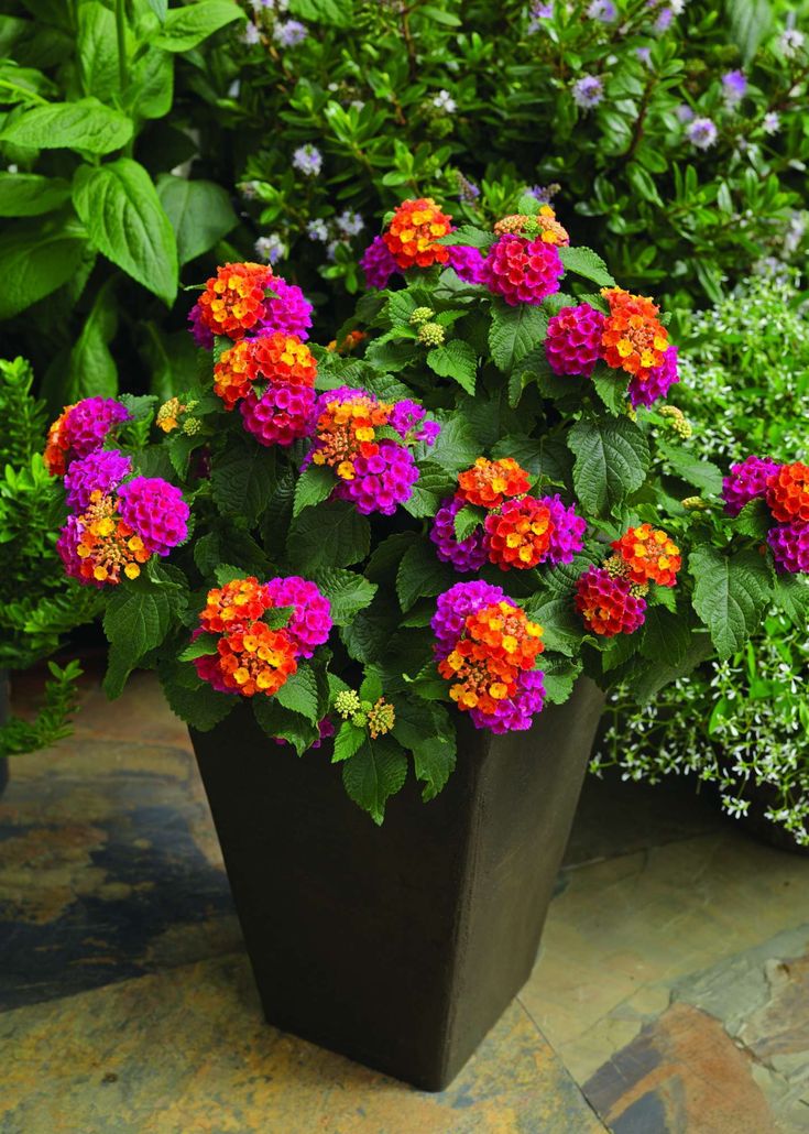 several potted plants with orange and pink flowers