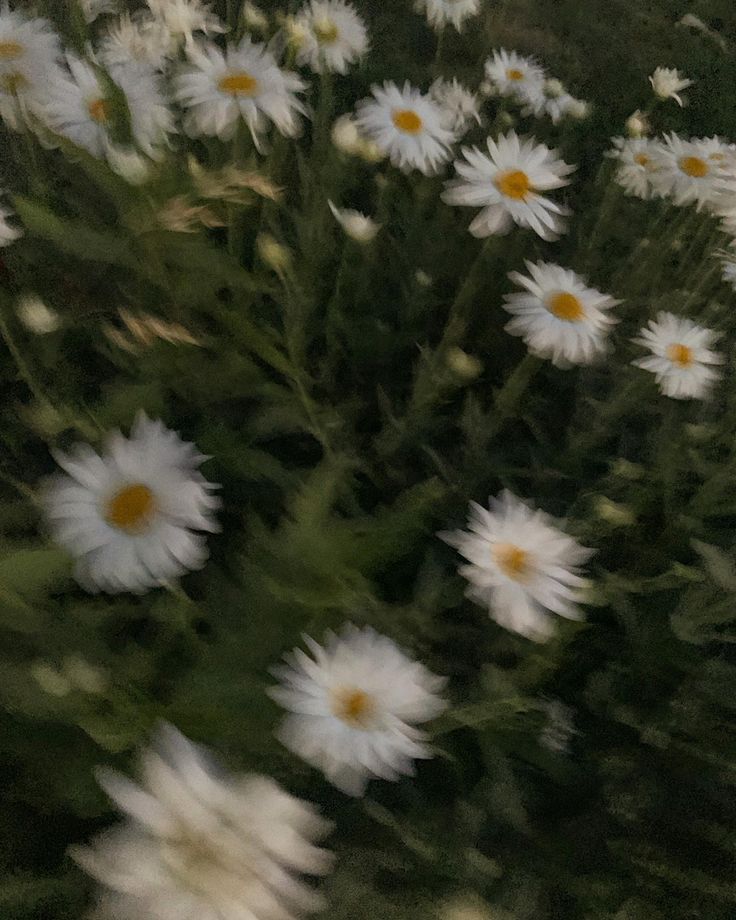 a bunch of white daisies that are in the grass