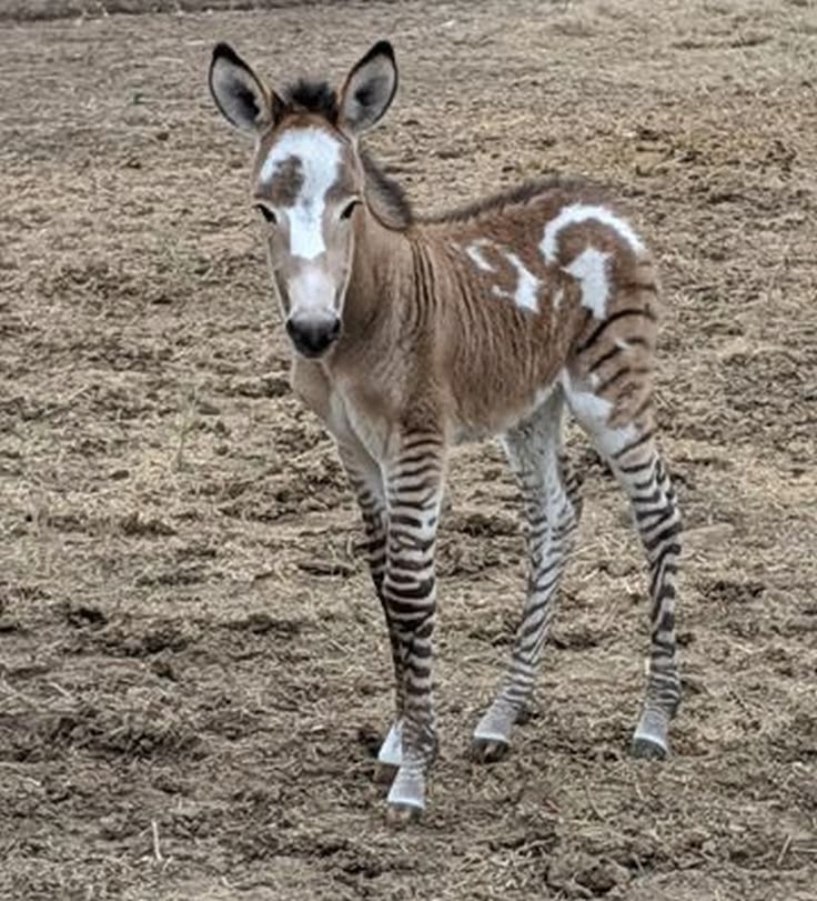 a baby zebra standing on top of a dirt field