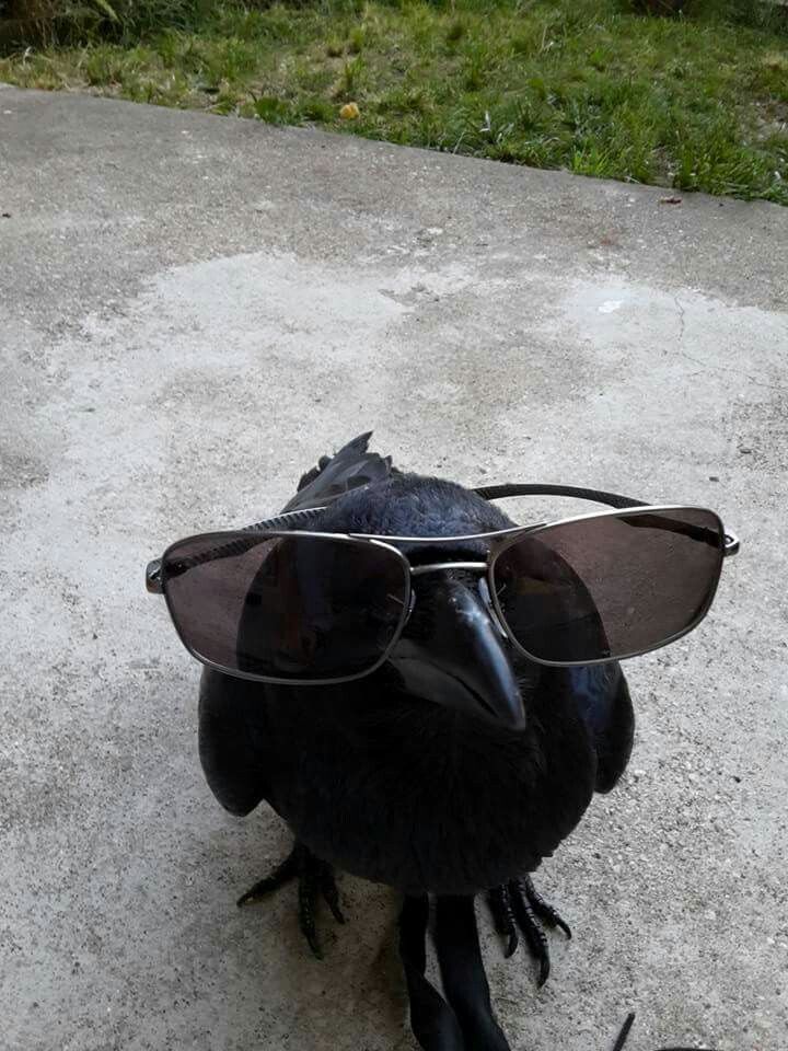 a black bird with sunglasses on it's head