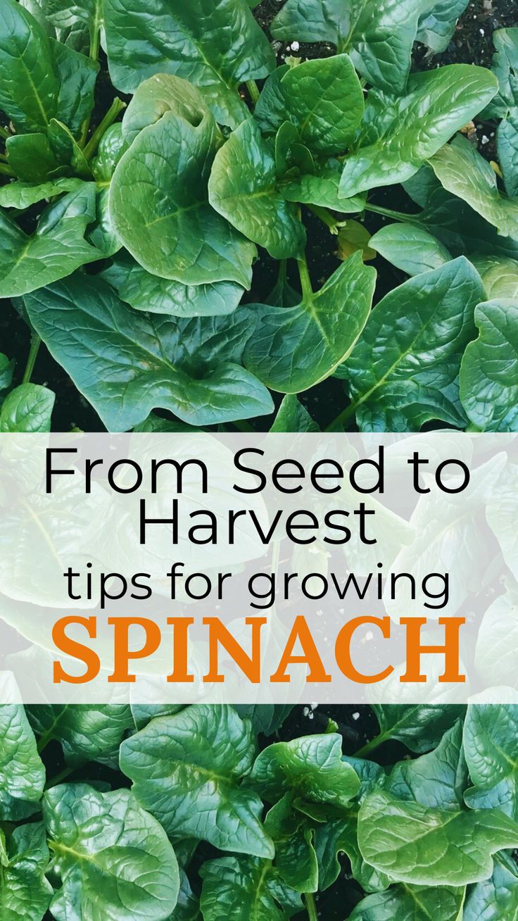 Tips for Growing Spinach from Seed to Harvest How To Grow Spinach From Seeds, Growing Spinach From Seed, How To Harvest Spinach, Garden Preservation, Planting Spinach, How To Grow Spinach, Grow Spinach, Lettuce Grow, Planting Hacks