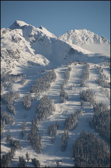 snow covered mountains and trees in the foreground