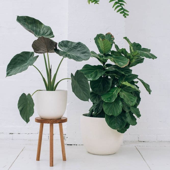 two potted plants sitting next to each other