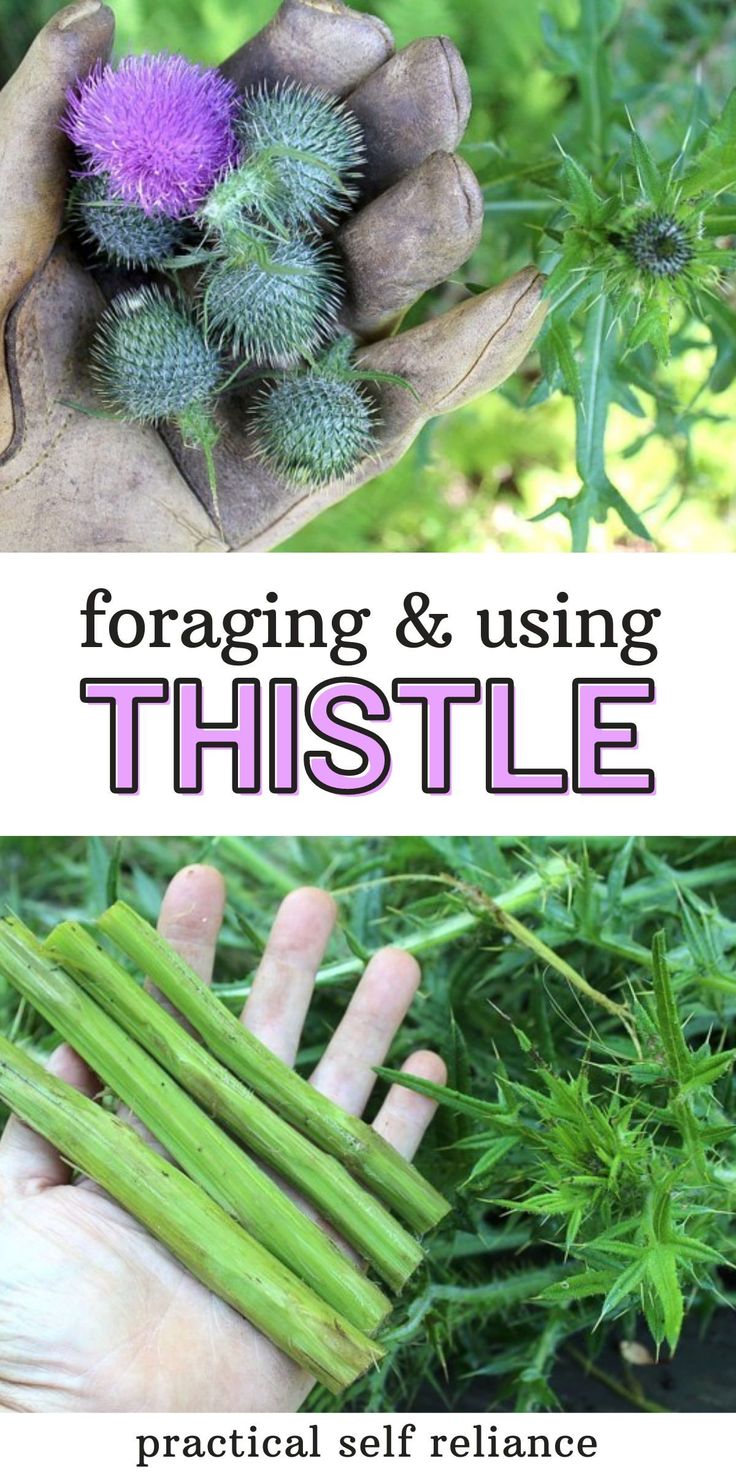 two pictures with the words forging and using thistle in front of them, one is holding