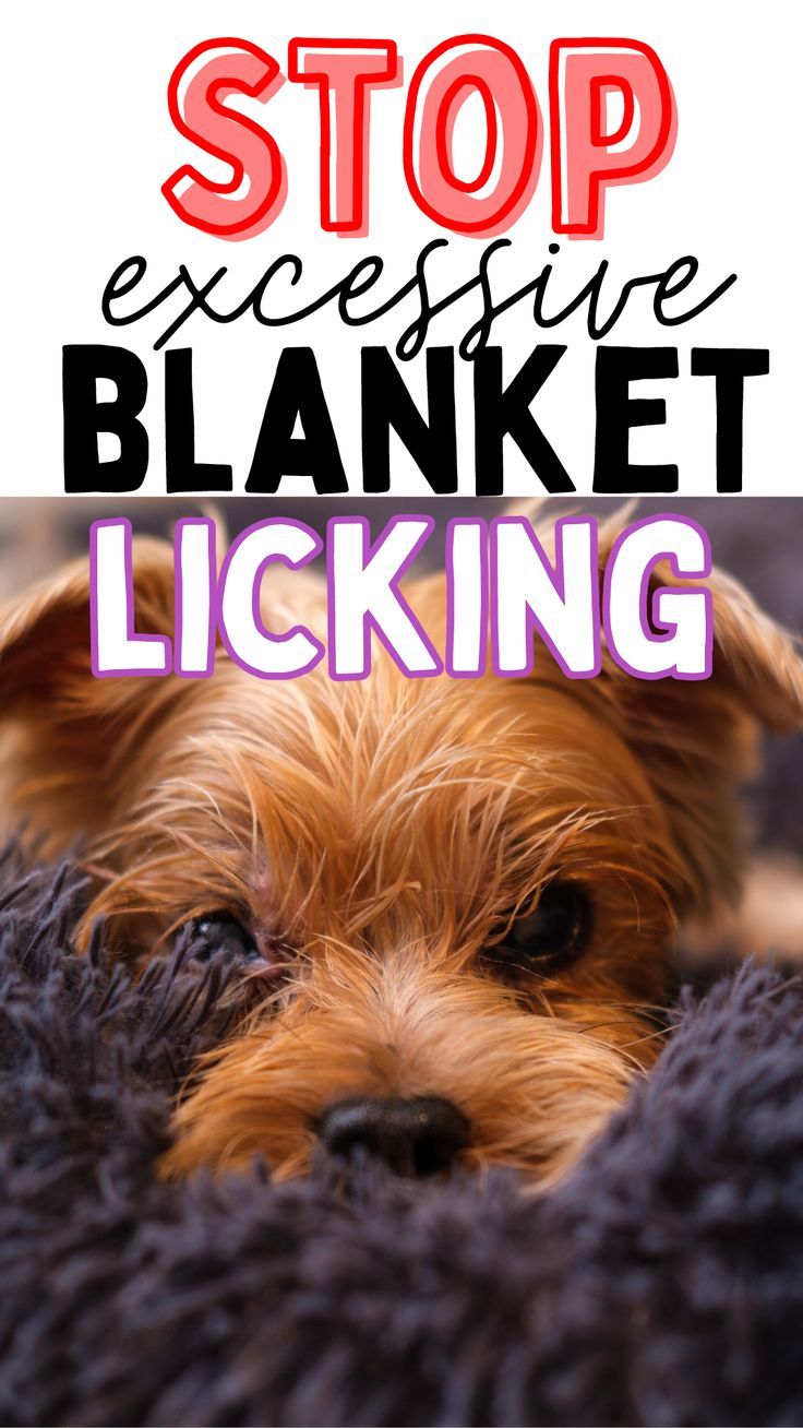 a small dog laying on top of a bed with the words stop excessive blanket locking