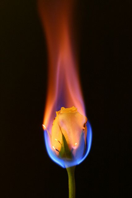 a white rose is shown with red and blue flames