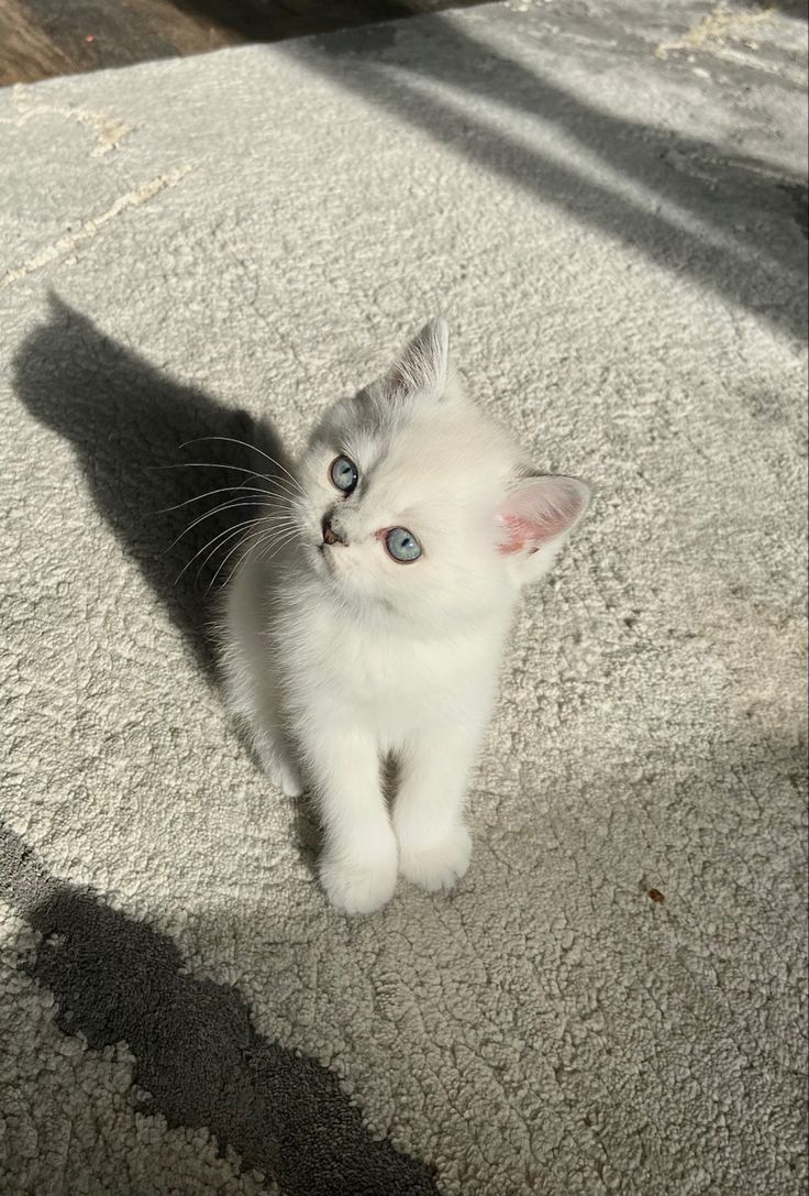 a small white kitten with blue eyes sitting on the floor looking up at the camera