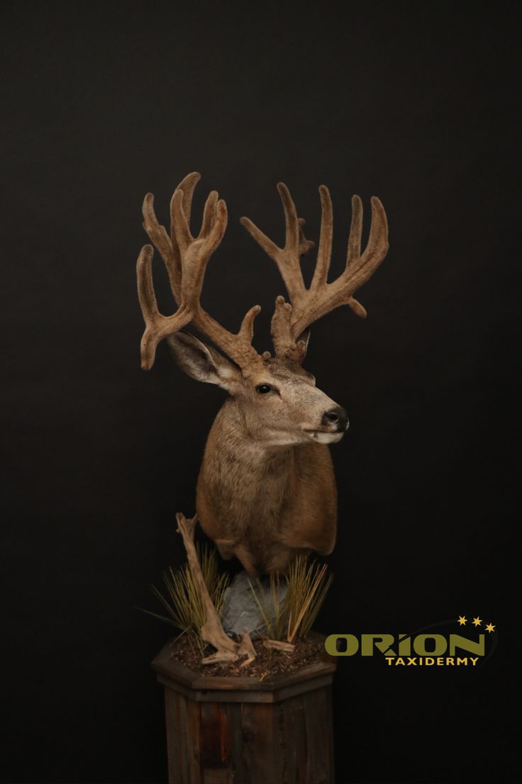 a deer head mounted on top of a wooden box