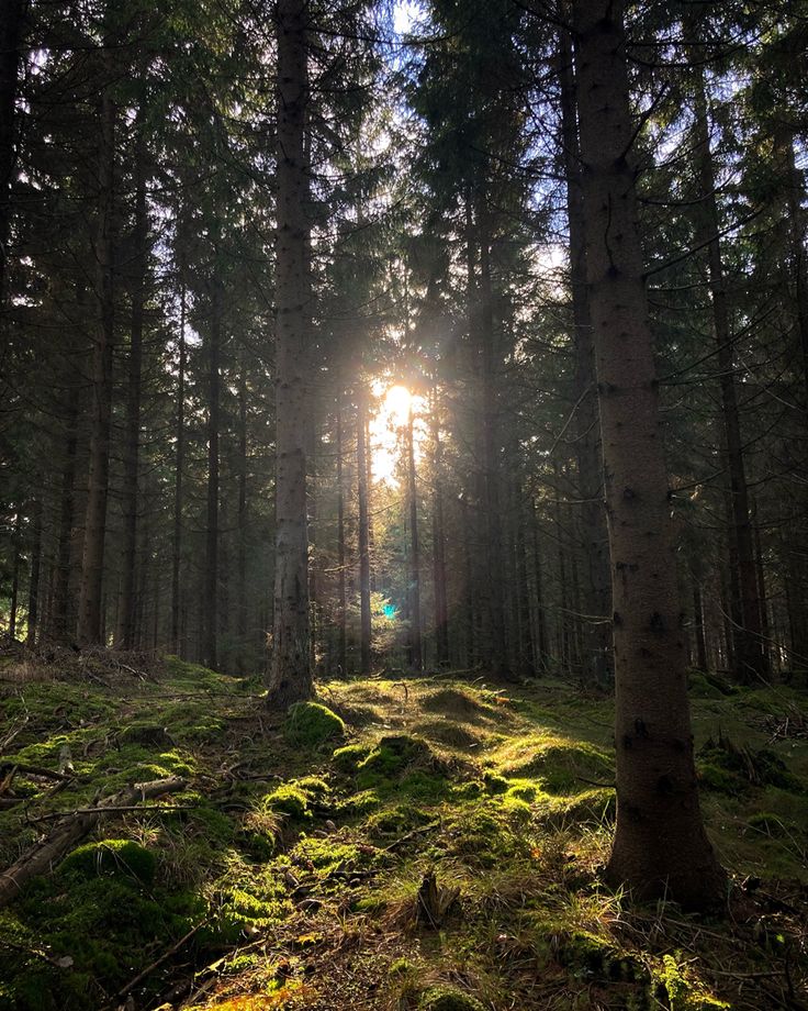 the sun is shining through the trees in the forest