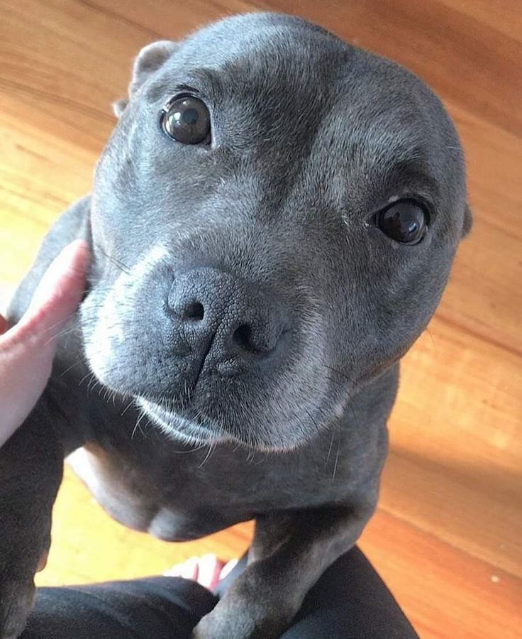 a gray dog is looking up at the camera