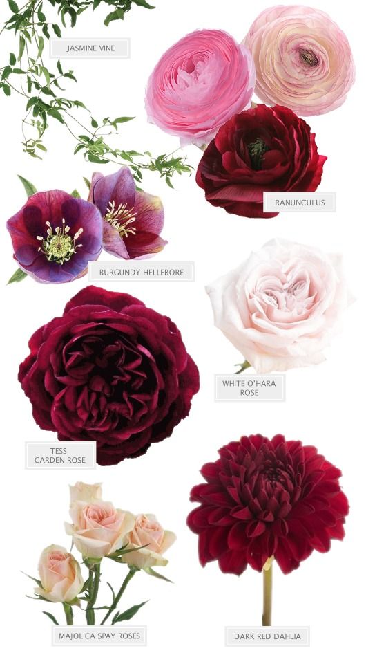 the different types of flowers are shown in this graphic style, including pink and red