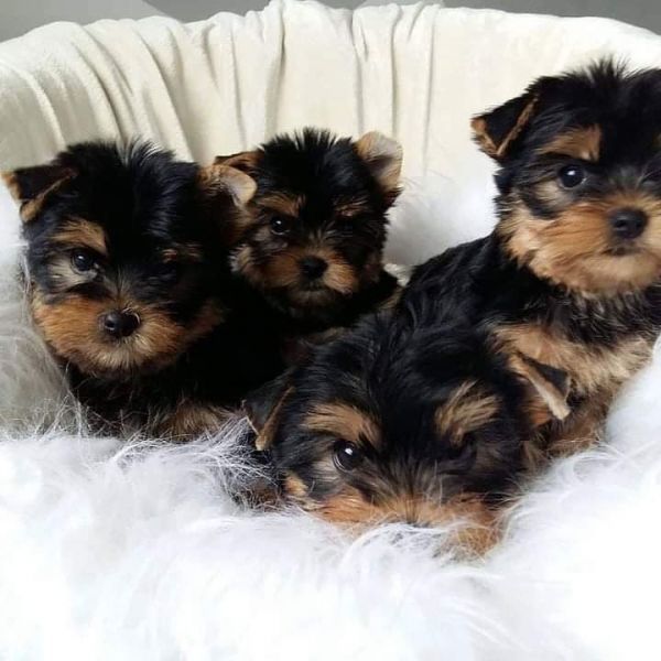 three small puppies are sitting in a white chair