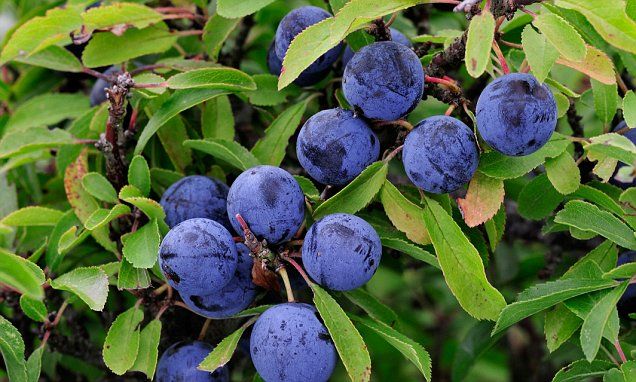 blueberries growing on the branches of a tree