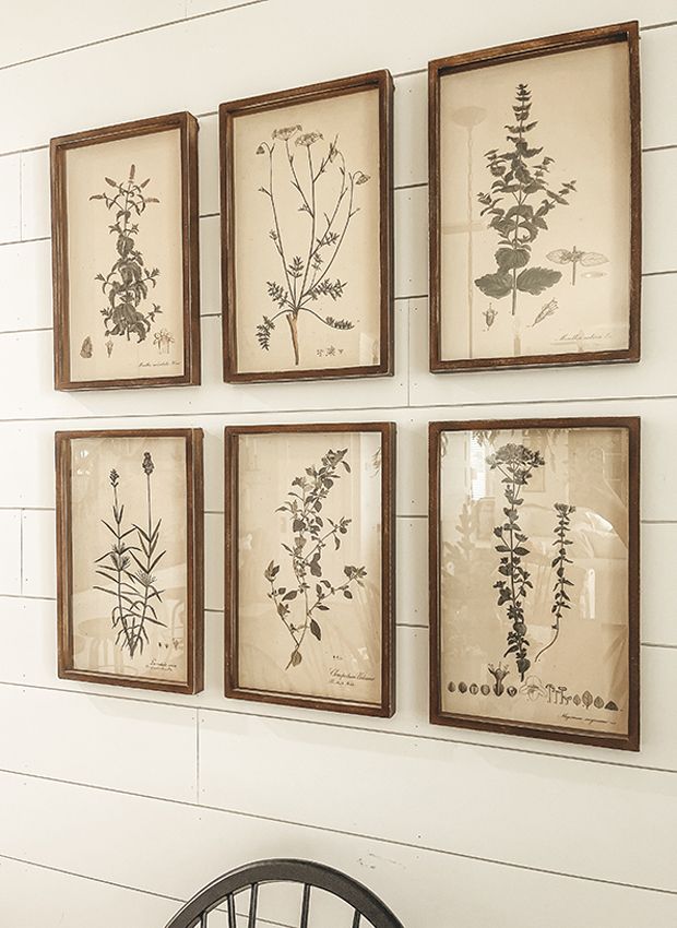 four framed botanical prints hang on the wall