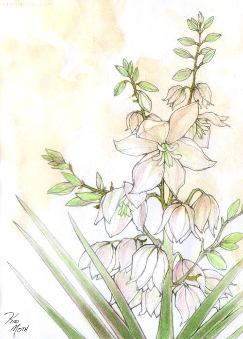 a drawing of some white flowers with green leaves