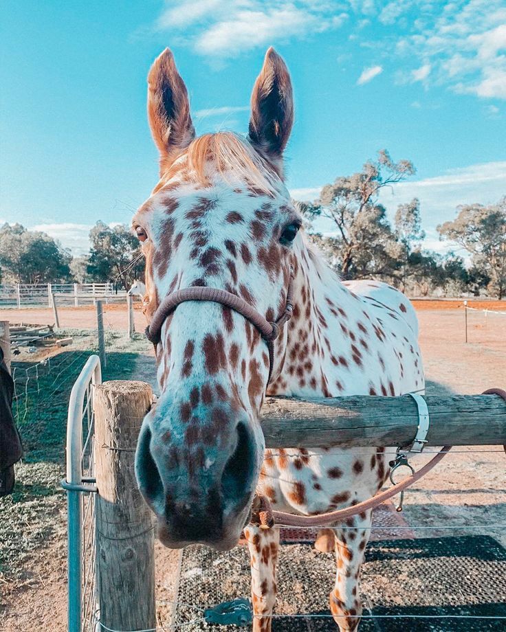 a giraffe standing next to a wooden fence