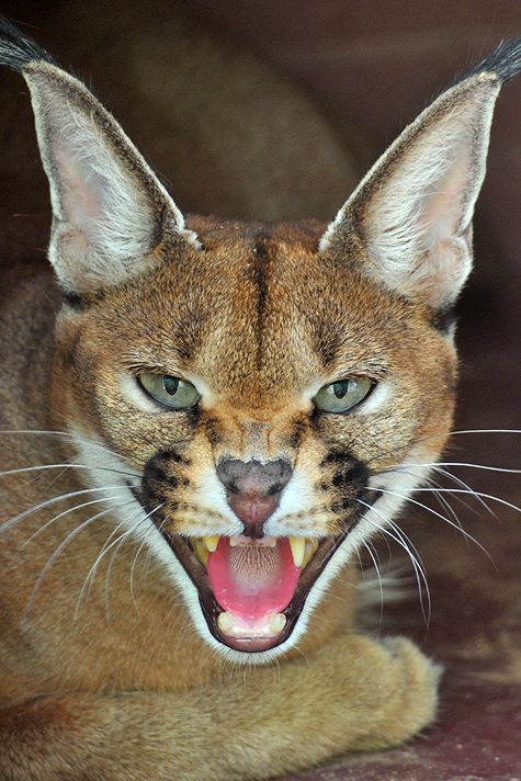 a close up of a cat with its mouth open