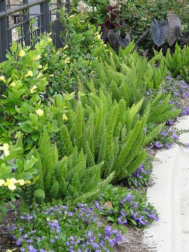 a garden filled with lots of green plants and purple flowers next to a metal fence