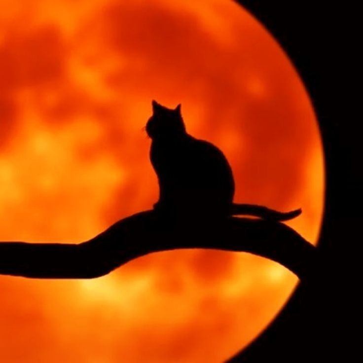 a cat sitting on top of a tree branch in front of a full moon