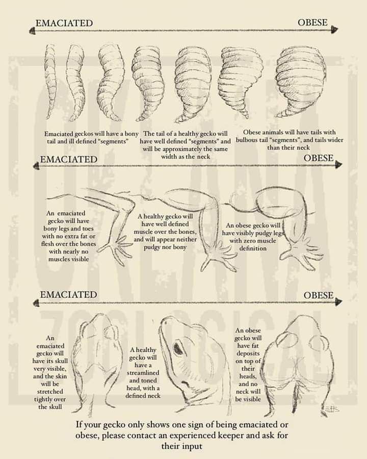 an animal's body is shown in this diagram