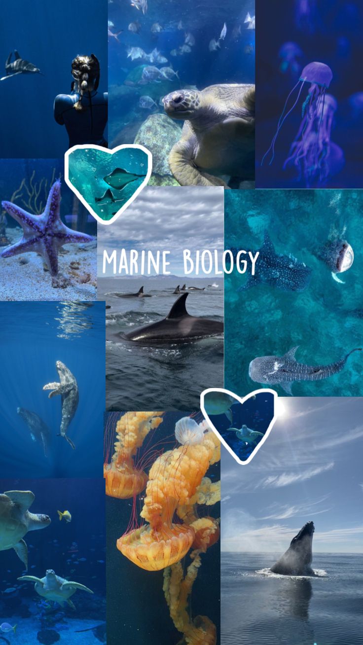 marine life collage with the words marine biology