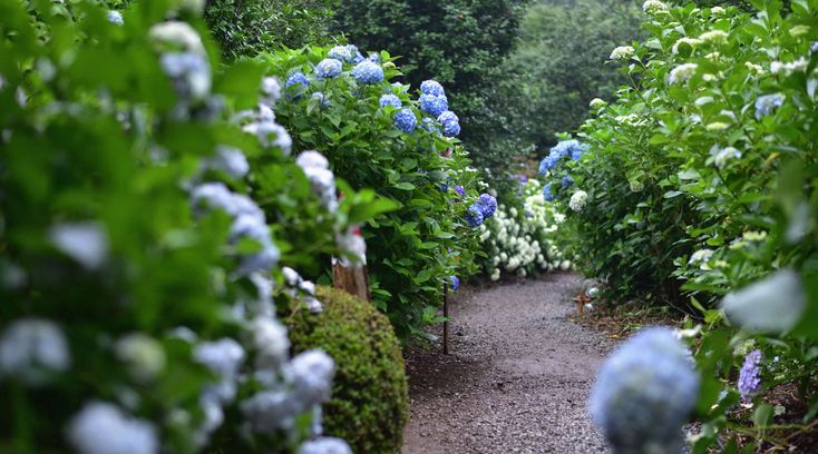 the path is lined with blue flowers and greenery on both sides, along with trees in the background